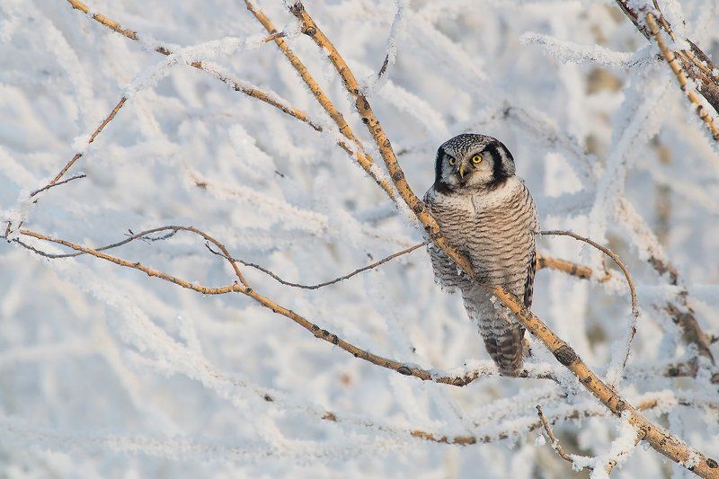 Совиный деньphoto preview