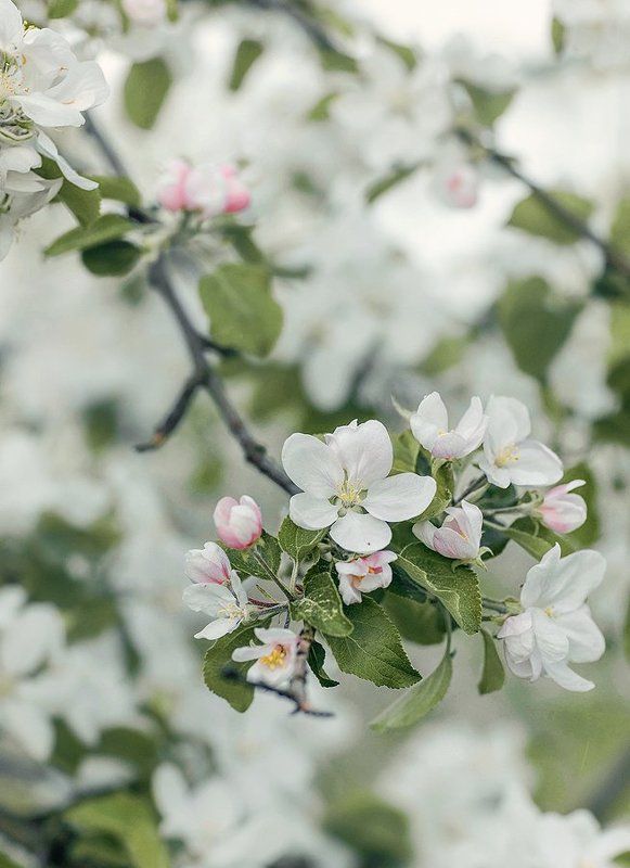 Веснаphoto preview