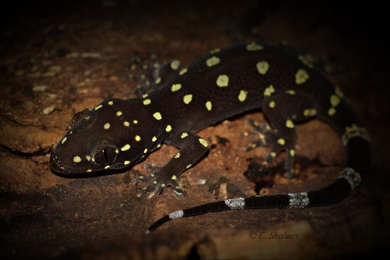 геккон полупалый прашади ,геккон,geckos,lizards,reptilia,ящерица,рептилии,hemidactylus prashadi Геккон полупалый прашадиphoto preview