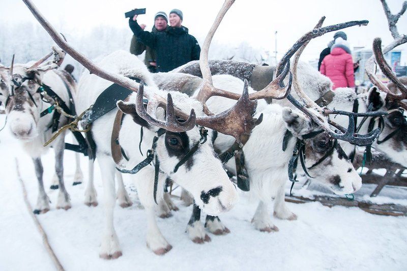 Гонки на оленях photo preview