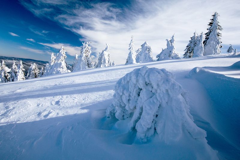 winter,trees,snow,frozen,sky,clouds Alone in winterphoto preview