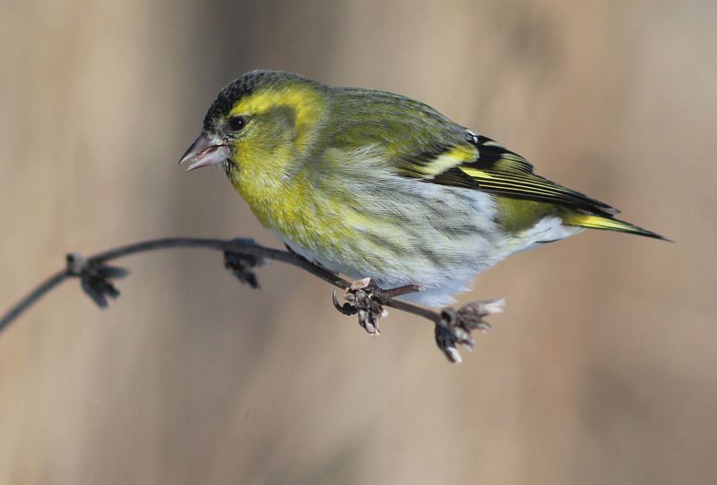 Чиж.photo preview