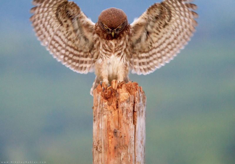 little, Owl, Wildlife, Nature, Bulgaria, Birds, in flight, Little owlphoto preview