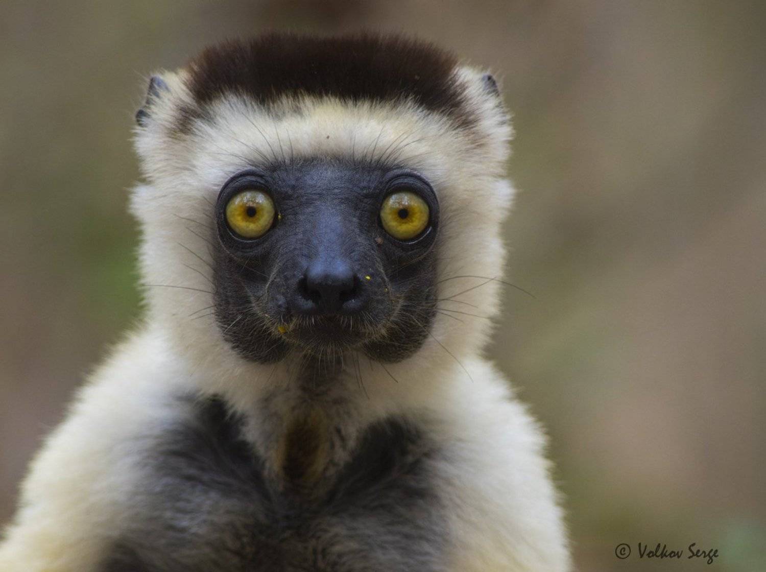 мадагаскар, лемуры, дикая природа, дикие животные, propithecus verreauxi, verreaux's sifaka, сифака верро,, Сергей Волков