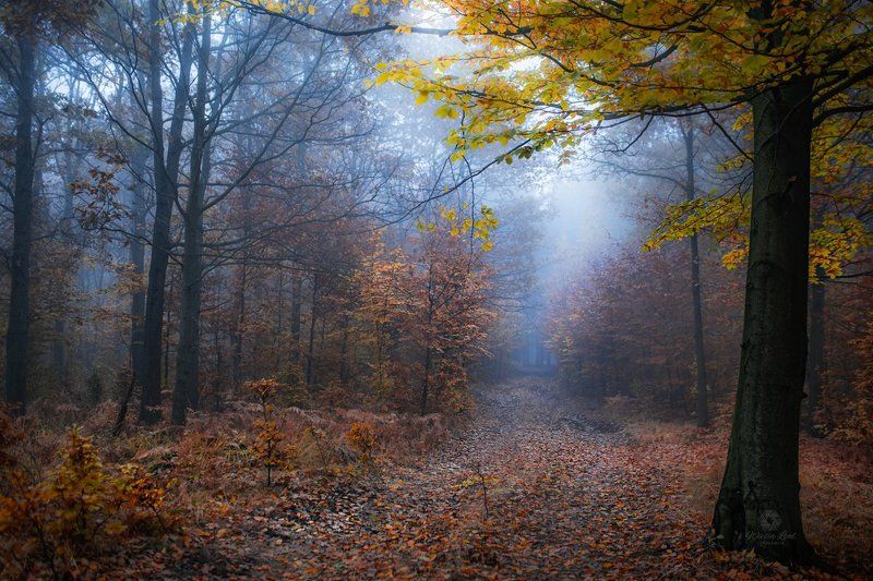 magic forestphoto preview