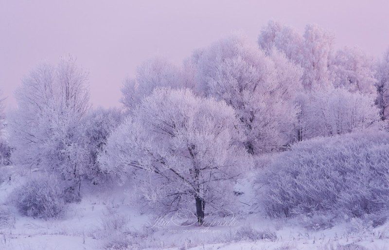 зима, мороз, пейзаж, иней, снег, природа, деревья, в снегу, лес, вечер, закат, розовый, winter, landscape, nature, trees, frost, pink, evening, snow Розовый вечер на Волгеphoto preview