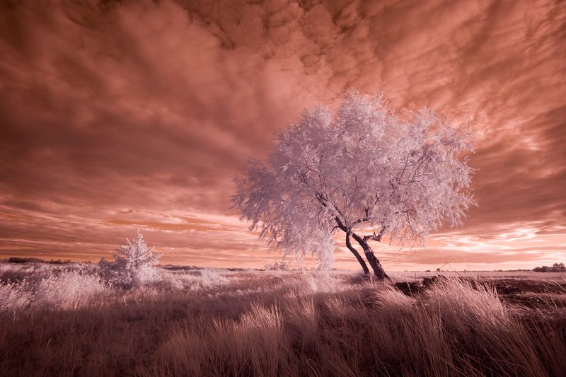 ir,infrared,tree,landscape,sky, инфракрасный, небо, дерево,пейзаж,ландшафт,фильтр, Treephoto preview