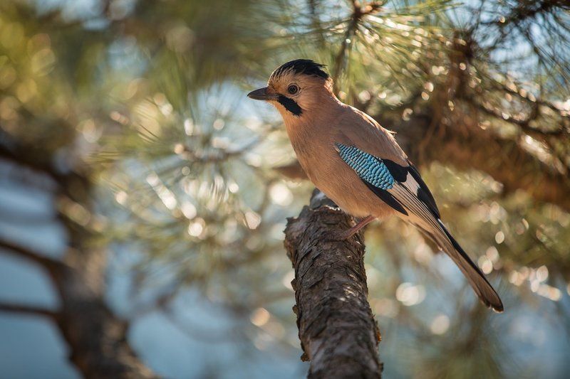 Сойкаphoto preview