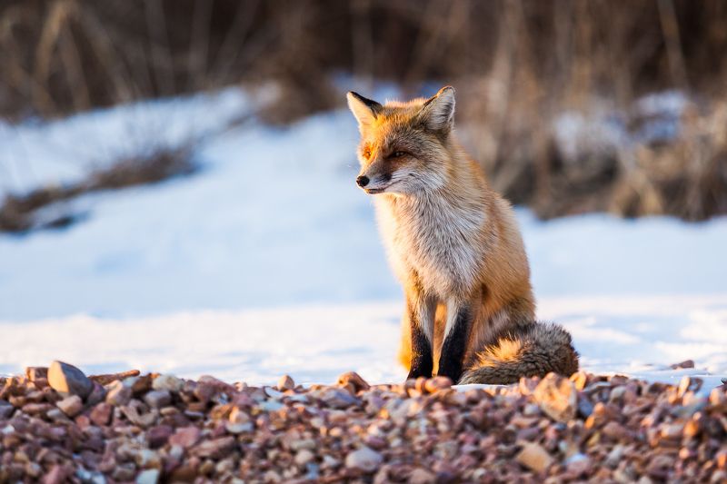 Владивосток, Зима, Лиса, Снег, Солнце Лисичка в лучах заходящего солнцаphoto preview