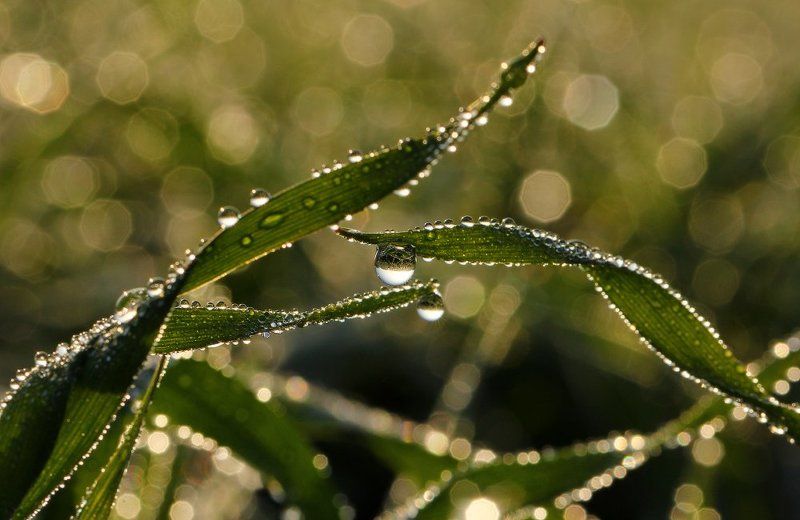 капли,макро,роса Ноябрьская росаphoto preview