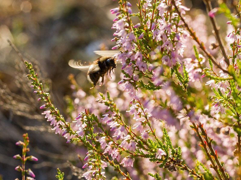 На сладенькоеphoto preview