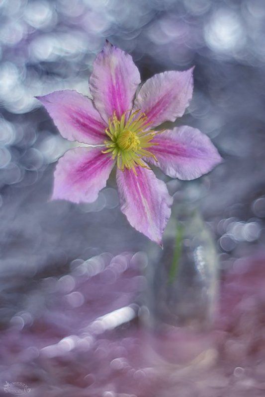 Zauroczeniephoto preview