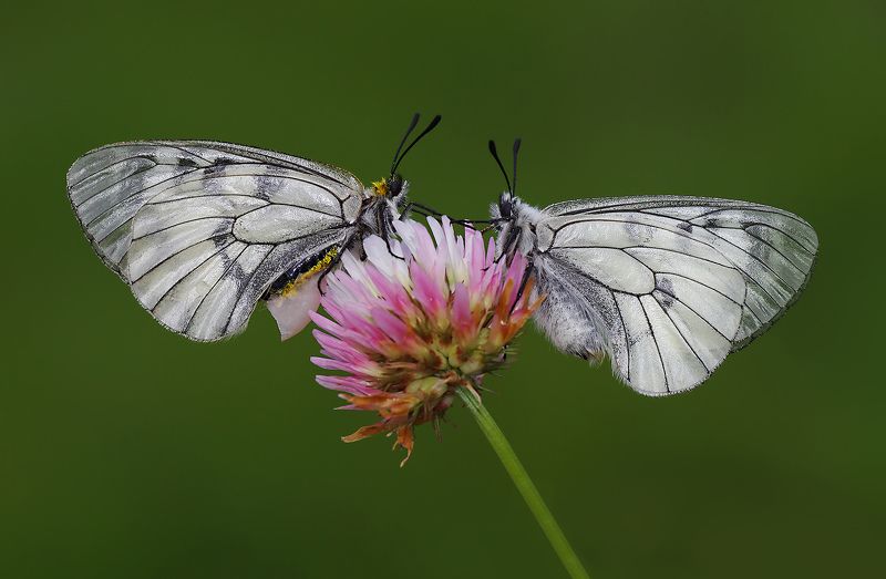 animal, nature, macro, butterfly, two, family, flower, male, female The Clouded Apollo Familyphoto preview