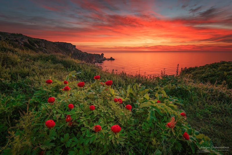 sunrise, clouds, sea, peonies, seascape, cloudscape, sky, sun Spring memoriesphoto preview