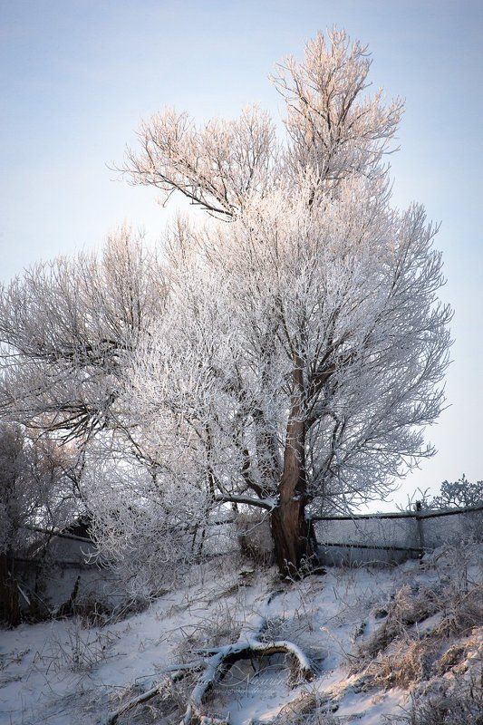 зима, мороз, деревня, иней, снег, природа, деревья, в снегу, лес, вечер, winter, landscape, nature, trees, frost, snow, country, countryside Околицаphoto preview