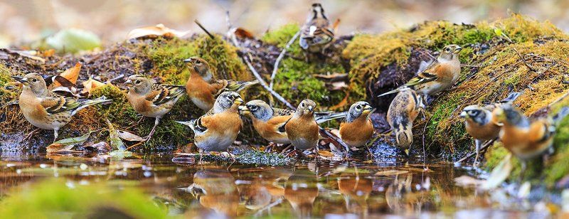 птицы, Осенние листьяphoto preview