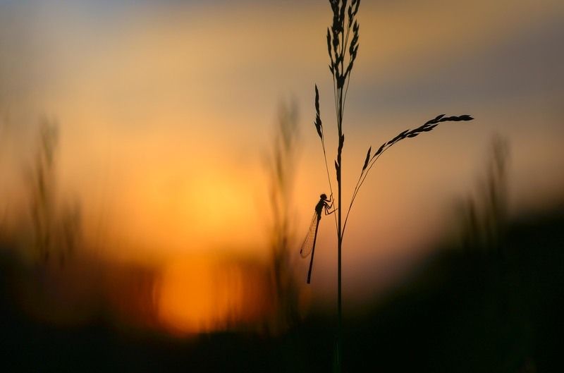 На закатеphoto preview