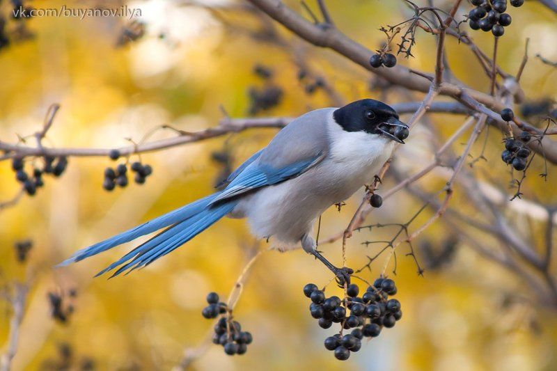 Голубая сорока.photo preview