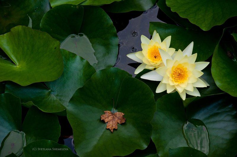 Про кувшинки и осенний листphoto preview