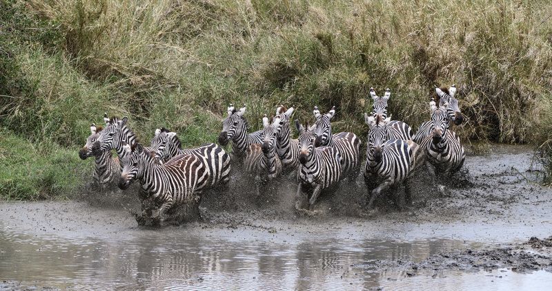 танзания Полосатая бандаphoto preview