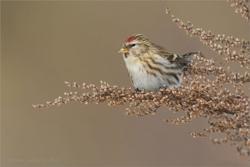 птицы, природа. carduelis flammea, чечётка, самка, зима, природа, 2017, москва, куркино Чечёточкаphoto preview