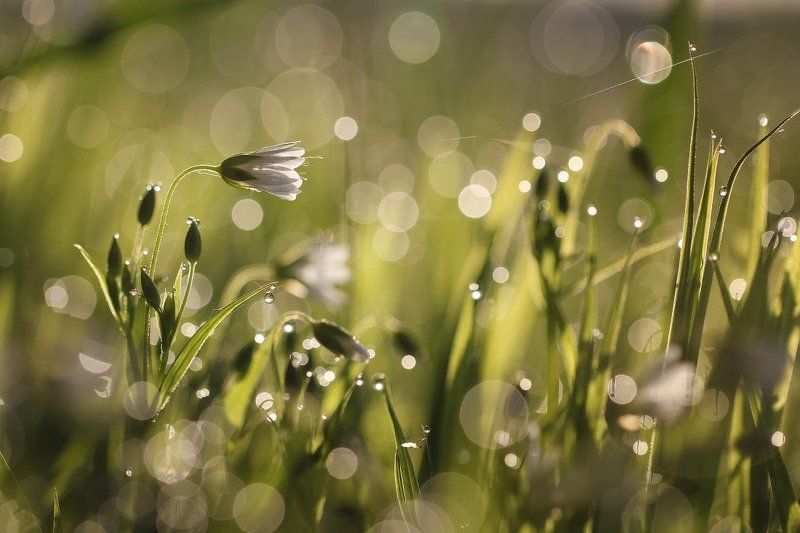 макро,роса Весна..photo preview