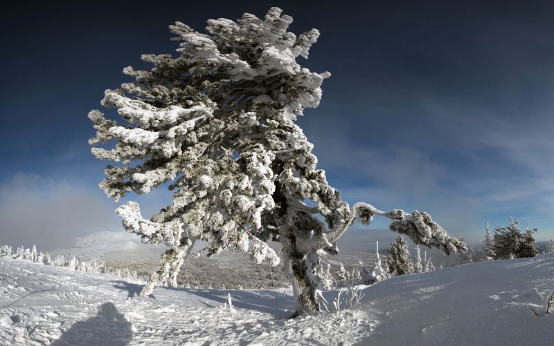 шерегеш. Одинокий кедр.photo preview