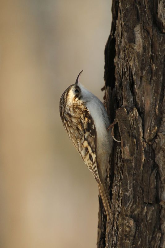 пищуха птицы харькощины Обыкновенная пищуха Certhia familiaris (Linnaeus, 1758)photo preview