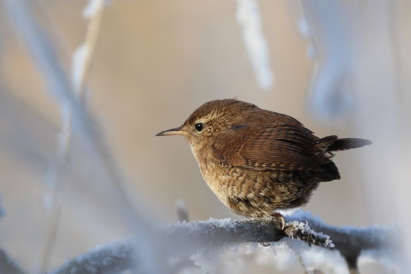 крапивник птицы харьковщины Крапивник Troglodytes troglodytes (Linnaeus, 1758)photo preview