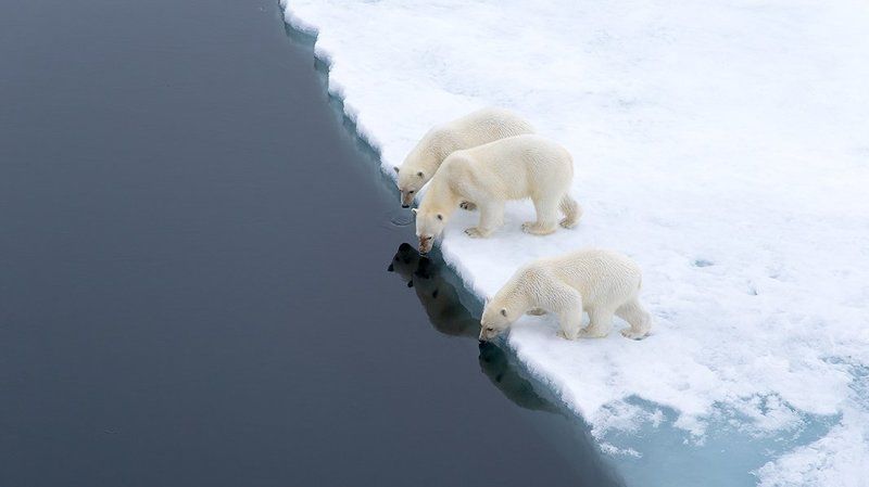 фотографандреевандрей, северныйполюс, northpole, арктика, arctic, ice, снег, лёд, круиз, expiditions, travel, белыймедведь, медведь, polarbear, животное, natgeowild photo preview