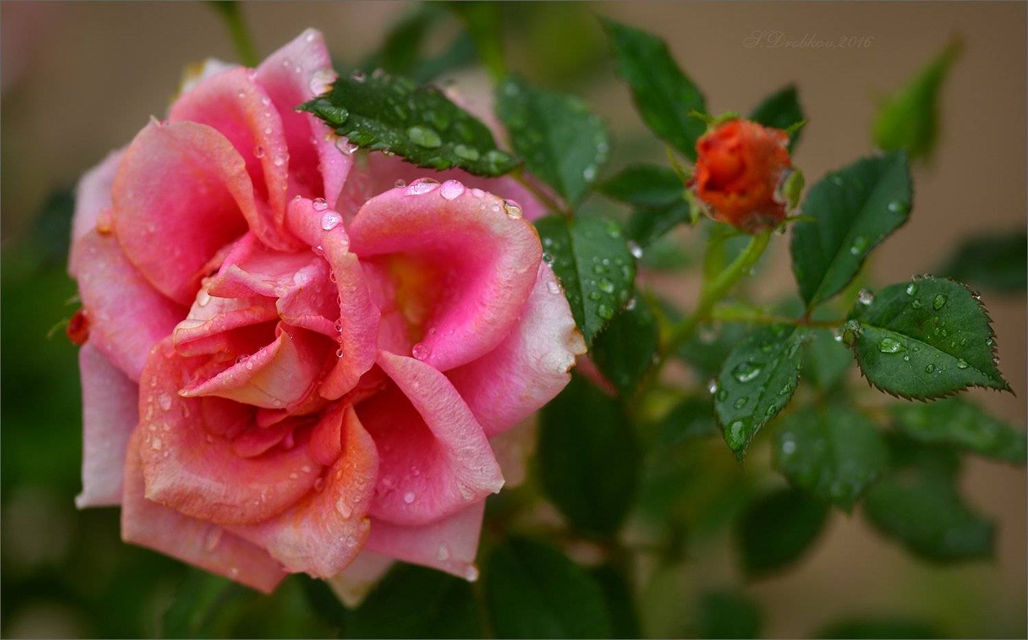 После дождя. Автор: Sergey Drobkov , Sergey Drobkov