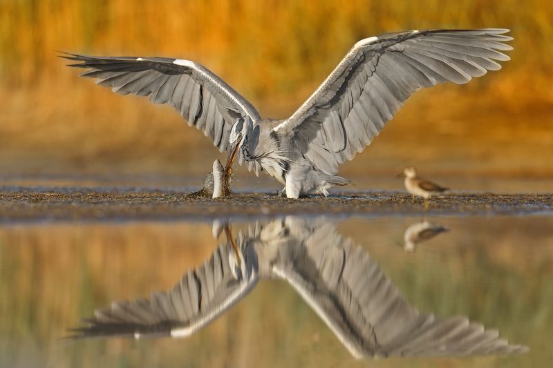 il Cenerino & il Lucciophoto preview