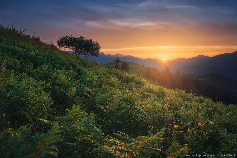 пейзаж, горы, природа, лес, небо, путешествия, красивый, лето, зеленый, украина, трава, дерево, фон, парк, естественный, луг, гора, сезон, красота, цвет, солнце, свет, свежий, карпатский, идиллический, карпаты, карпатские, синий, туризм, вид, холм, время, Карпаты. Дземброня. Закат у горы Косарищеphoto preview