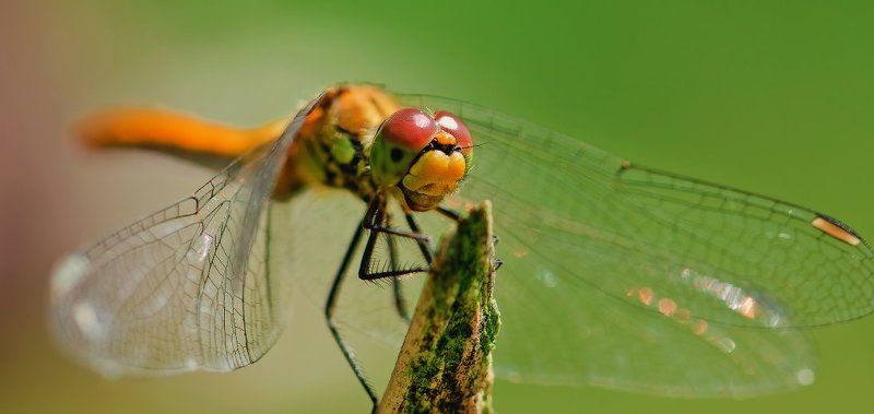 стрекоза,макро Dragonflyphoto preview
