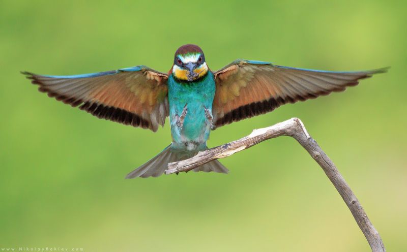 european, bee-eater, birds, wildlife, nature, Bulgaria European Bee-Eaterphoto preview