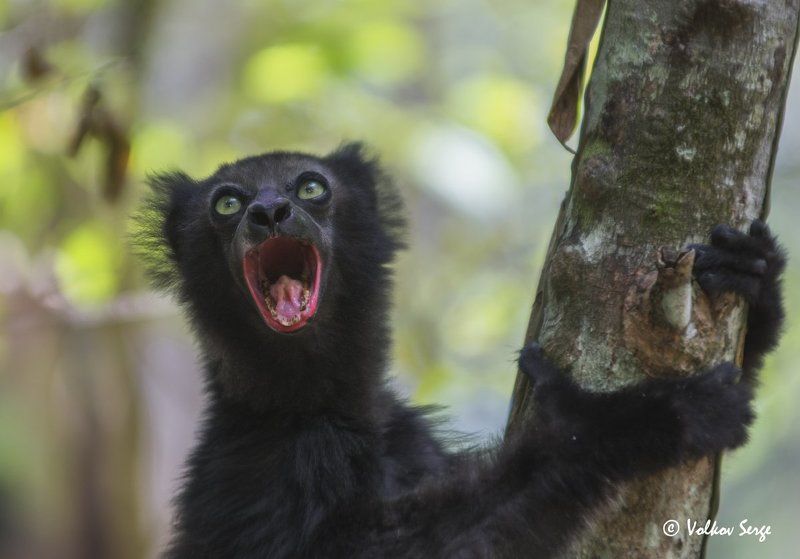 мадагаскар, лемуры, индри, wildlife,фотоохота, дикая природа, дикие животные, indri indri, Ща спою!photo preview