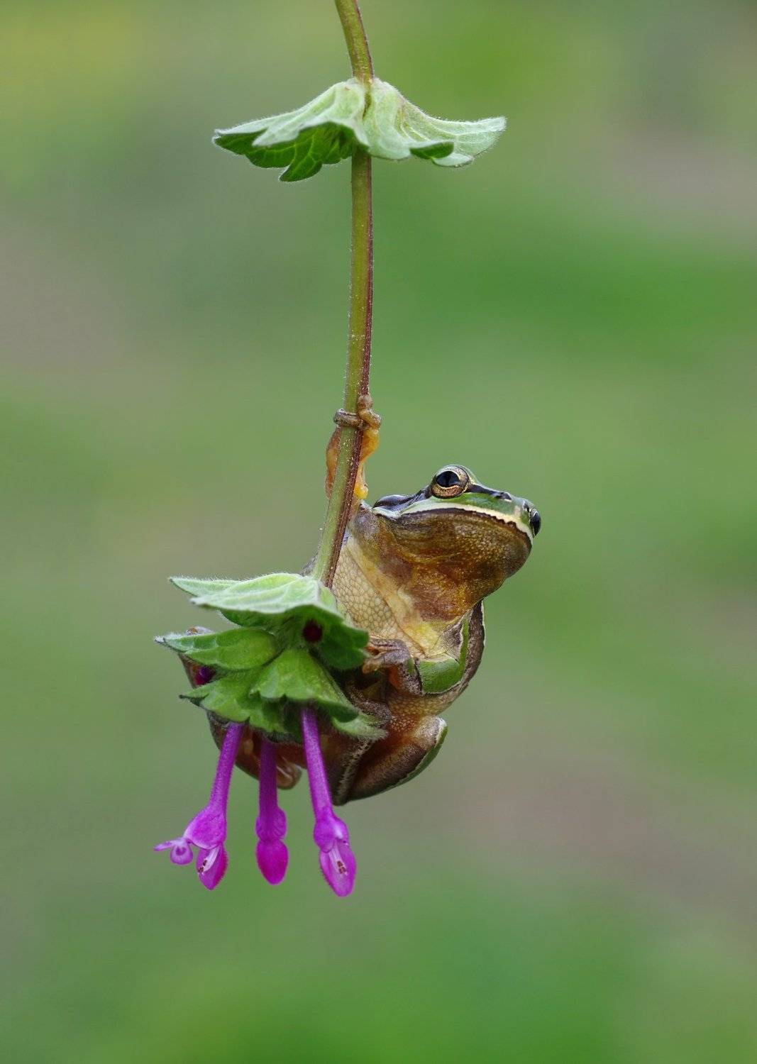 animal, nature, macro, tree frog, hello, swing, flower, , Savas Sener