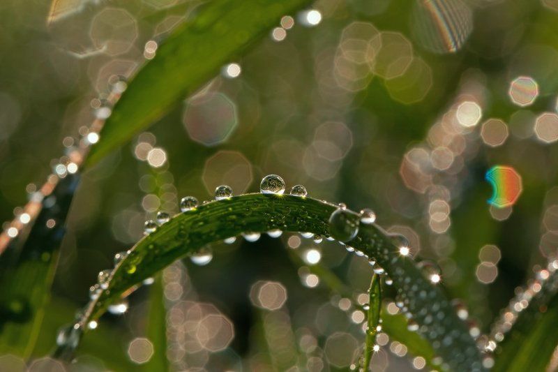 капли,макро,роса где-то в траве...photo preview