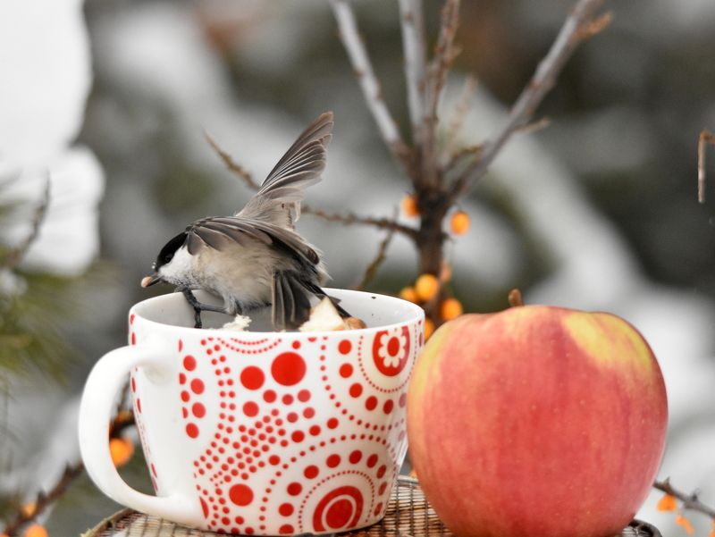 Птицы и яблокоphoto preview