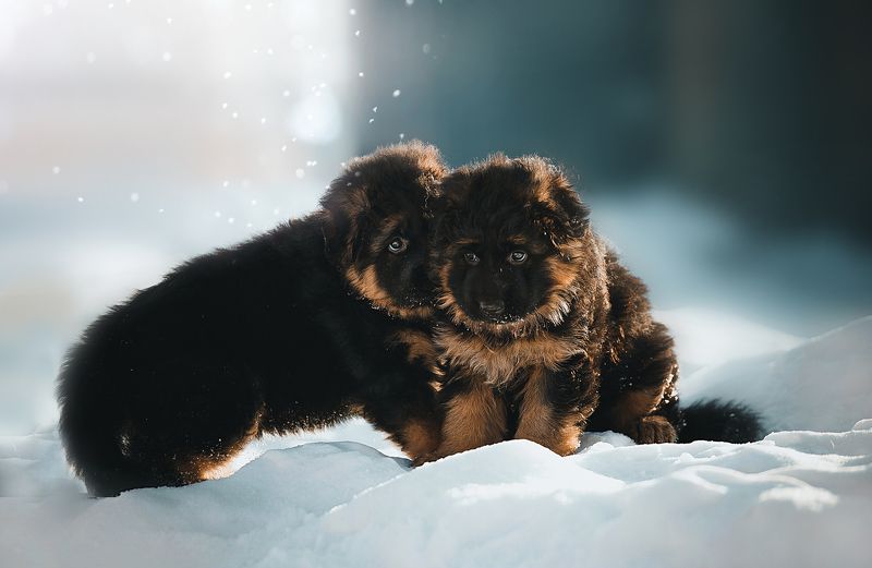 щенок, собака, немецкая овчарка Щенкиphoto preview