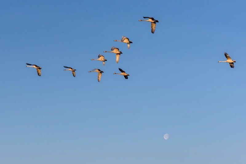 лебеди, алтай Над землей летели лебеди...photo preview