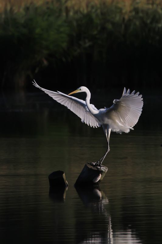 птицы харьковщины Большая белая цапля Egretta alba (Linnaeus, 1758)photo preview