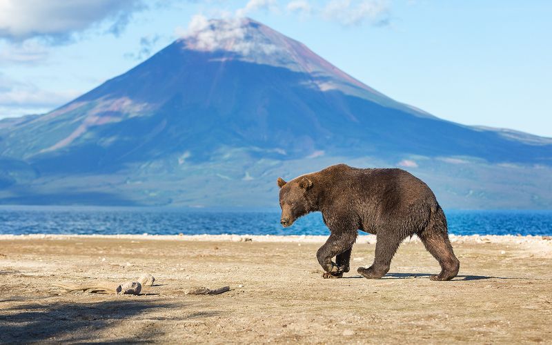 Медведь, Камчатка Черныйphoto preview