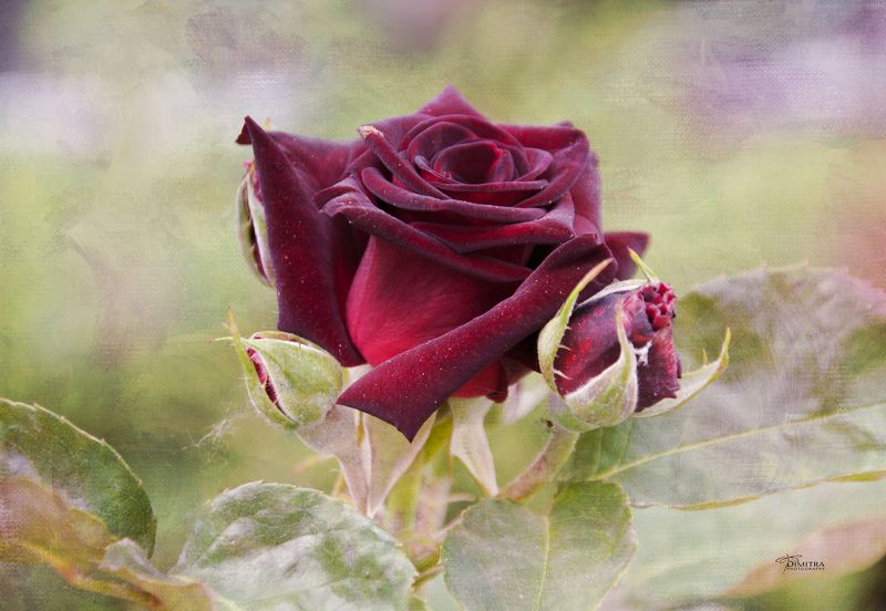 Алых роз...photo preview