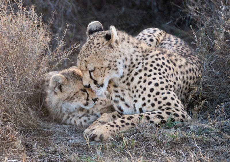 танзания Мать и дитяphoto preview