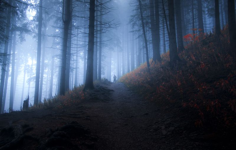 landscape, nature, forest, trees, fog, mist Alone.photo preview