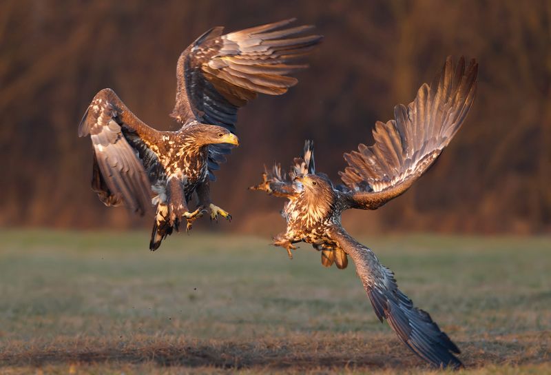 white-tailed eagle battle at sunsetphoto preview