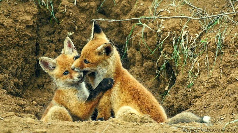 my-mriya Лисятаphoto preview