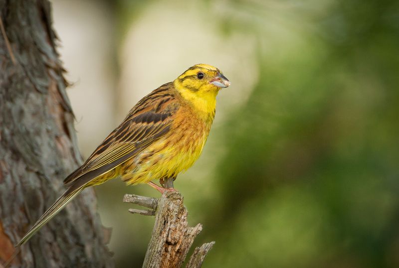 Овсянка обыкновенная photo preview