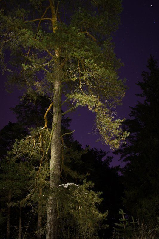 фото, Дубна, пейзаж, сосны, зима, ночь Ночные краскиphoto preview